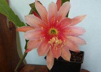 Epiphyllum, epifilum NOWOŚĆ w Polsce