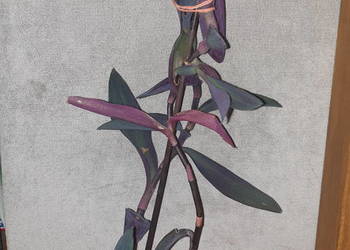 Trzykrotka, setkrezja purpurowa, kwiat rosnący, wys 55cm