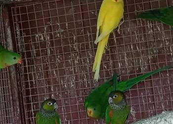 Barabandy - księżniczki tarczowe