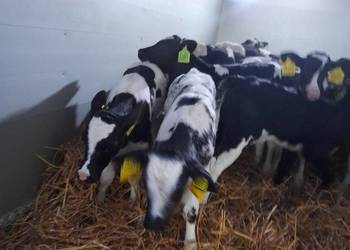 Sprzedam oraz kupie cielaki Sprzedam oraz kupie cielaki