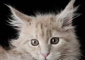 Maine coon-kotka