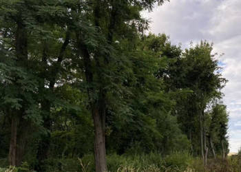 Działka budowlana 20 arów, UZBROJONA – Staw, gm. Czarnożyły (blisko Wielun…
