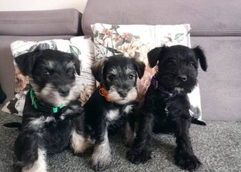 Sznaucer miniatura , miniaturka