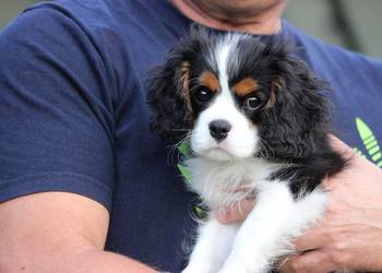 Piesek ZKwP gotowy do odbioru Cavalier King Charles Spaniel FCI