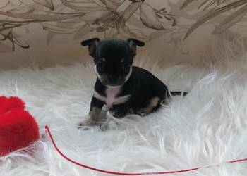 Szczeniaki piesek /suczka chihuahua