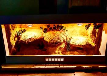 Okazja terrarium dla agamy gekona żółwia węża kameleona legwana boa pająka