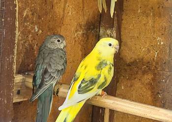 Papugi świergoty para lęgowa