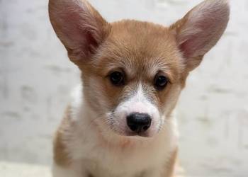 Welsh Corgi Szczeniaki