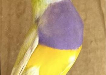 Amadyna wspaniała-samiec z 2025r.