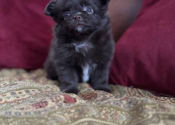 Czekoladowa dziewczynka Pomchi. Szpic, chihuahua
