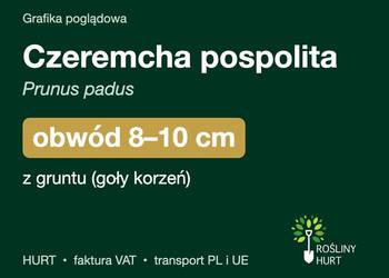 Czeremcha pospolita (Prunus padus) obwód 8-10 cm, z gruntu – HURT