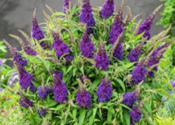 BUDLEJA BUTTERFLY CANDY LITTLE PURPLE - sadzonki w doniczkach