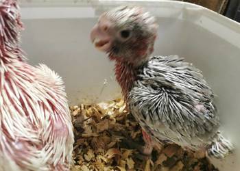 Papuga Papugi Do ręcznego karmienia Pisklaki Ara Marakana Kakadu Różowe