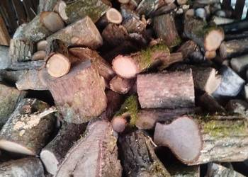 Sprzedam dżewo dęba sosnę