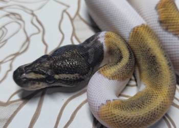 Wąż pyton królewski, python regius samiec