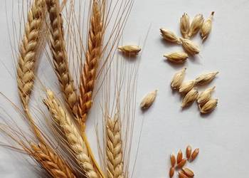 Pszenica płaskurka łuskana – 8 zł/kg – naturalna  – na mąkę i kaszę