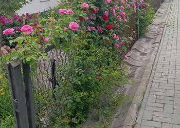 Róże ogrodowe pnące, wielkokwiatowe, rabatowe, mix kolorów