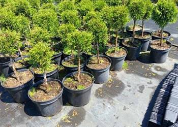 Thuja Smaragd FORMOWANA 50 ZŁ WROCŁAW