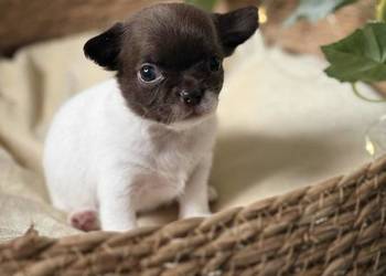 Suczka Chihuahua Biało-Czekoladowa