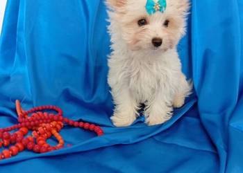 Malutki samczyk Golddust Yorkshire terrier, nie biewer.