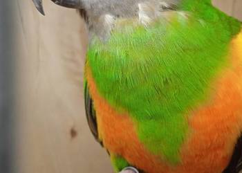Senegalki para