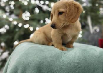 Jamnik długowłosy miniaturowy Dackel dachshund piebald