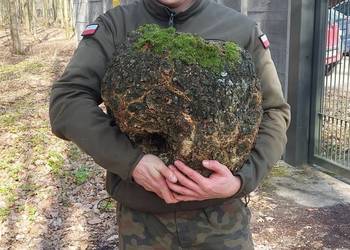 Sprzedam czeczotę