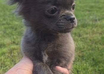 Chihuahua samczyk długowłosy FCI