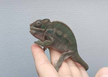 Kameleony lamparcie na sprzedaż