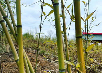 Bambus Phyllostachys Vivax Huangwenzhu 7,5l