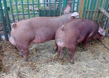 Knurki Duroc duńskiej genetyki