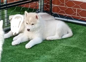 Siberian husky boy