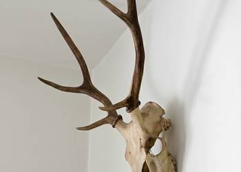 Piękne poroze jelenia