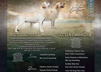 Labrador retriever biszkoptowe szczenięta FCI
