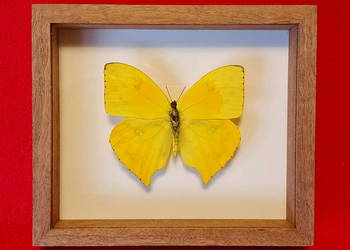 Motyl w ramce 14 x 12 cm . Phoebis rurina