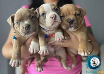 American Bully ABKC Gundabar Dogs