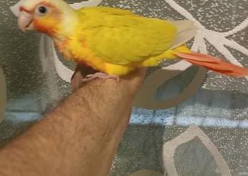 Papugi rudosterki ręcznie karmione