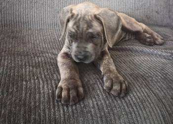 Cane corso Italiano
