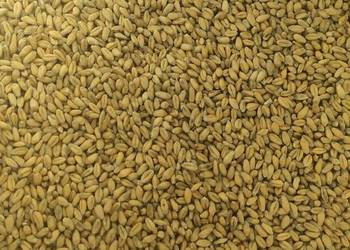 Pszenica jara Telimena