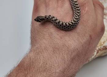 Heterodon zachodni samczyki