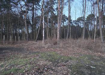 Wycinka drzew , sprzątanie działek,  opróżnianie garaży