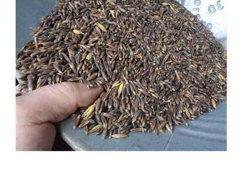 Owies czarny- Gniady. Ładny, suchy.