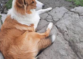 Owczarek szkocki collie