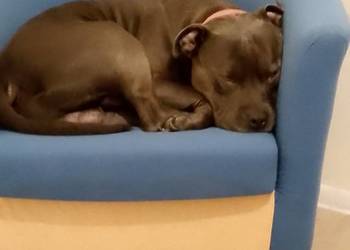Piękny.mocnej.budowy Amstaff zaprasza suczki