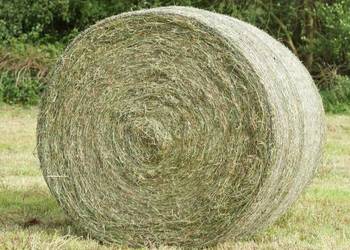 Siano 2025 przechowywane pod Flizem