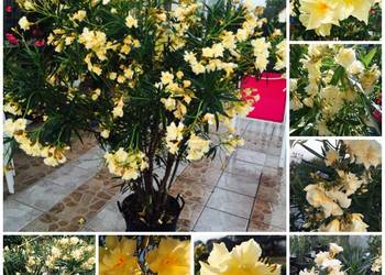 Sadzonki żółty pachnący oleander