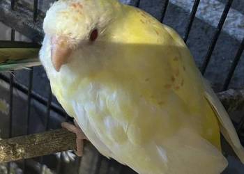 2 świergotki seledynowe albino