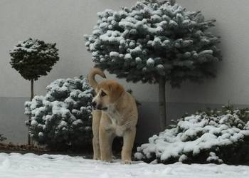 Owczarek Środkowoazjatycki