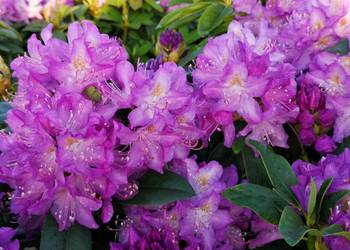 Różanecznik 'Purpureum Grandiflorum' C5