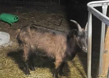 Sprzedam kozę 450zl